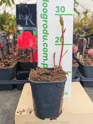 Paeonia Peonia 'Felix Crousse' czerwona C1