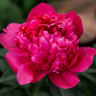 Paeonia Peonia 'Felix Crousse' czerwona C1
