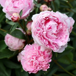 Paeonia Peonia 'Sarah Bernhardt' różowa C1