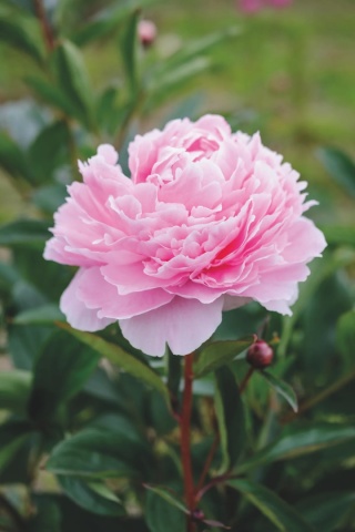 Paeonia Peonia 'Sarah Bernhardt' różowa C1