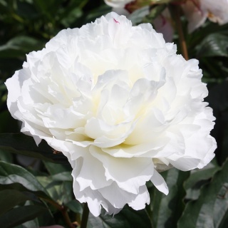 Paeonia Peonia 'Shirley Temple' biała C1