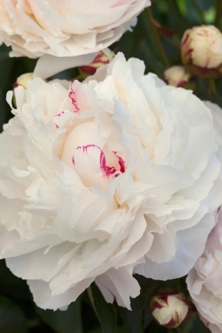 Paeonia Peonia 'Shirley Temple' biała C1