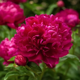 Peonia Paeonia 'Karl Rosenfeld' Czerwona C1