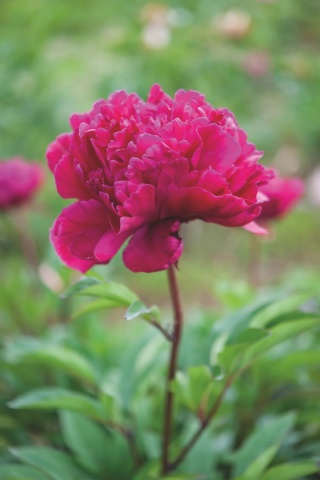 Peonia Paeonia 'Karl Rosenfeld' Czerwona C1