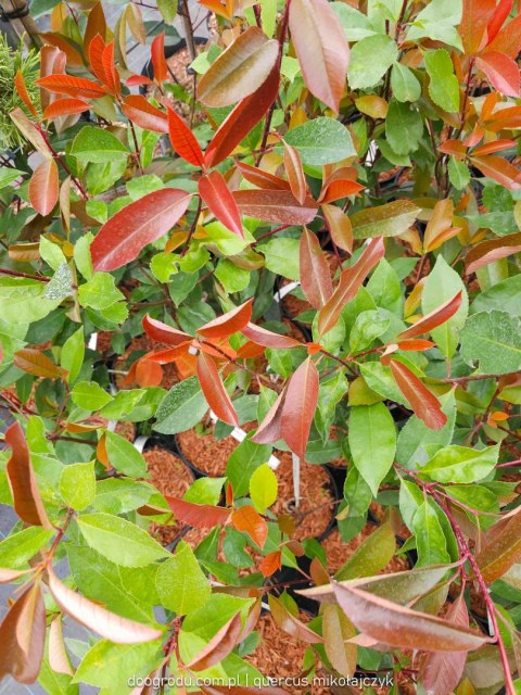 Photinia fraseri 'Red Robin' Czerwony żywopłot Głogownik Frasera C2 40-60CM