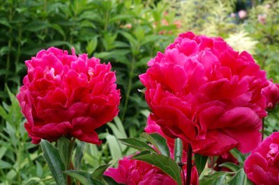 Piwonia Peonia Czerwona 'Karl Rosenfeld' Paeonia XL C5 30-40CM