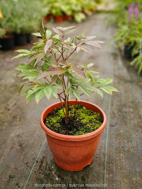 Piwonia Peonia Czerwona 'Karl Rosenfeld' Paeonia XL C5 30-40CM