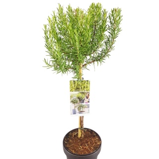 Rozmaryn na pniu 60cm (Rosmarinus officinalis) Śródziemnomorski klimat C2,5