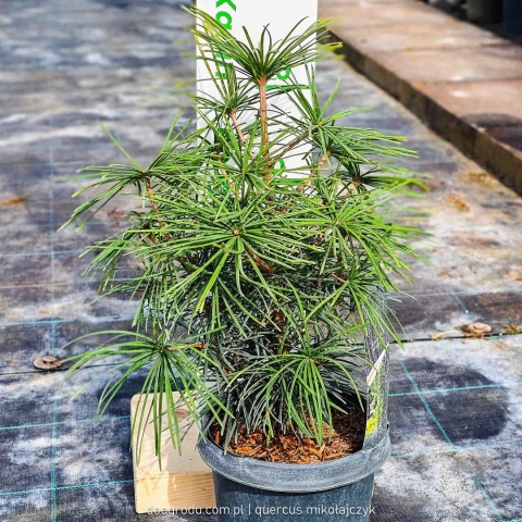 SOŚNICA JAPOŃSKA ( Sciadopitys verticillata) UNIKALNY IGLAK Premium C3 30cm