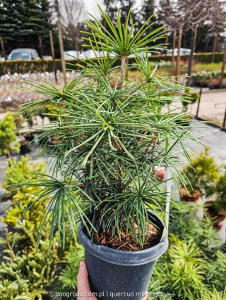 SOŚNICA JAPOŃSKA ( Sciadopitys verticillata) UNIKALNY IGLAK Premium C3 30cm