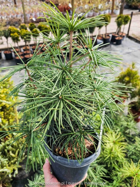 SOŚNICA JAPOŃSKA ( Sciadopitys verticillata) UNIKALNY IGLAK Premium C3 30cm