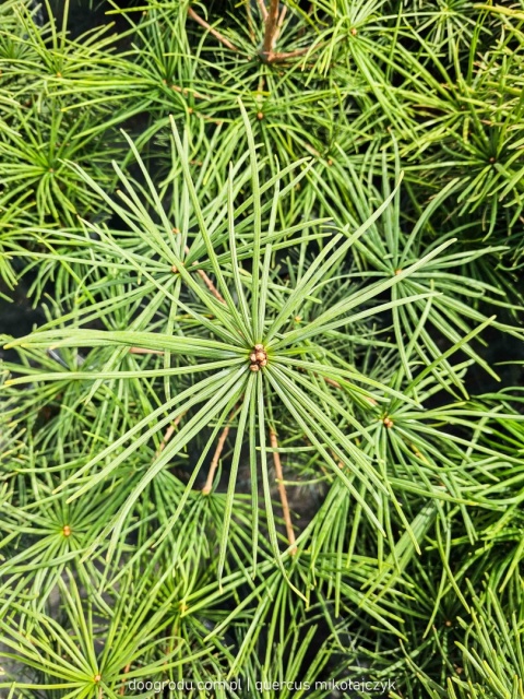 SOŚNICA JAPOŃSKA ( Sciadopitys verticillata) UNIKALNY IGLAK Premium C3 30cm