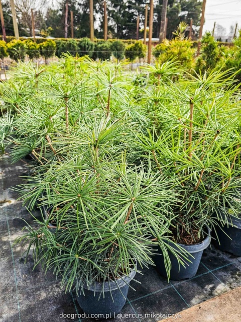 SOŚNICA JAPOŃSKA ( Sciadopitys verticillata) UNIKALNY IGLAK Premium C3 30cm