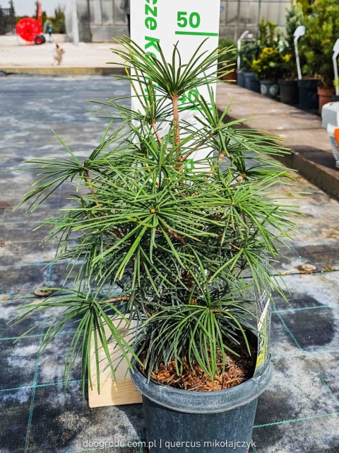 SOŚNICA JAPOŃSKA ( Sciadopitys verticillata) UNIKALNY IGLAK Premium C3 30cm