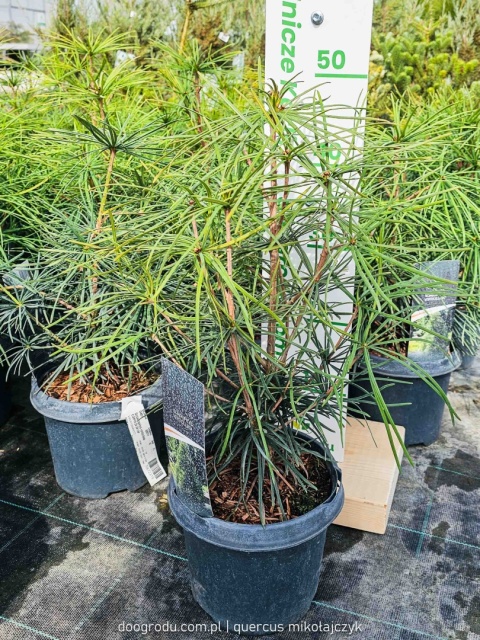 SOŚNICA JAPOŃSKA ( Sciadopitys verticillata) UNIKALNY IGLAK Premium C3 30cm