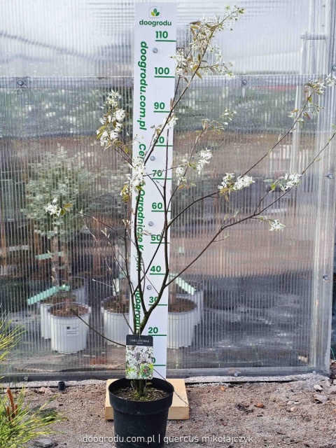 ŚWIDOŚLIWA LAMARCKA Owocująca ODPORNY KRZEW NA ŻYWOPŁOT XL C3 90cm