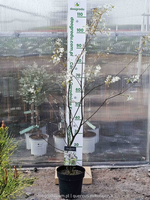 ŚWIDOŚLIWA LAMARCKA Owocująca ODPORNY KRZEW NA ŻYWOPŁOT XL C3 90cm