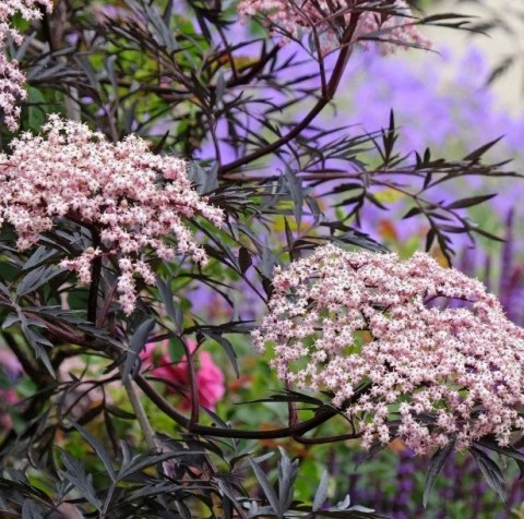 Sambucus nigra Bez czarny 'Black Lace' PBR C2 40CM