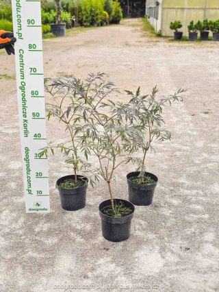 Sambucus nigra Bez czarny 'Black Lace' PBR C2 40CM