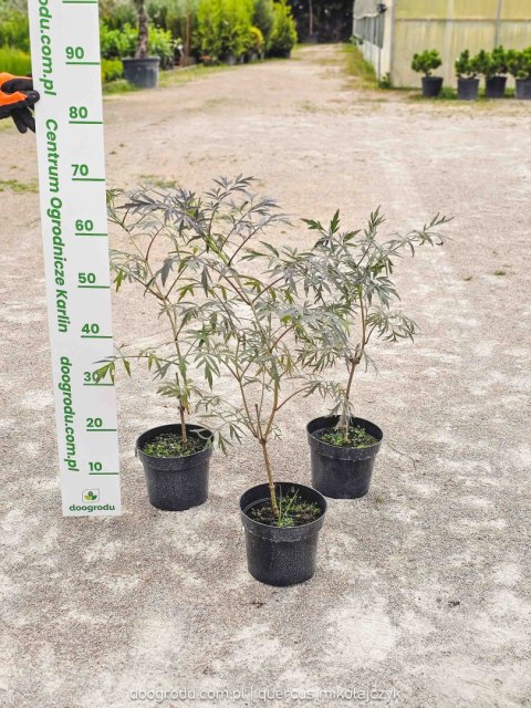 Sambucus nigra Bez czarny 'Black Lace' PBR C2 40CM