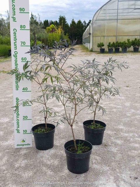 Sambucus nigra Bez czarny 'Black Lace' PBR C2 40CM