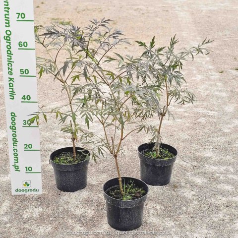 Sambucus nigra Bez czarny 'Black Lace' PBR C2 40CM