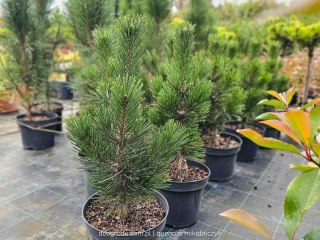 Sosna bośniacka 'Malinki' Wolnorosnąca do 1,5m 50CM C5