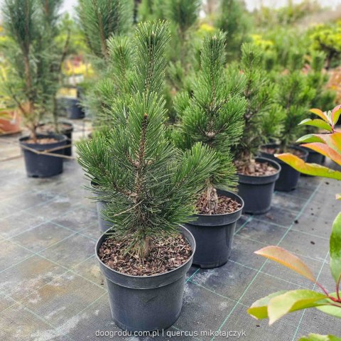Sosna bośniacka 'Malinki' Wolnorosnąca do 1,5m 50CM C5