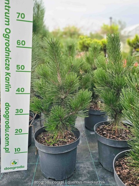 Sosna bośniacka 'Malinki' Wolnorosnąca do 1,5m 50CM C5