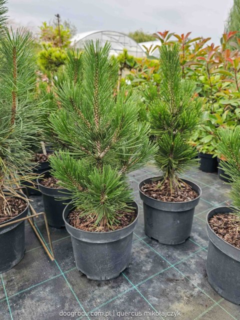 Sosna bośniacka 'Malinki' Wolnorosnąca do 1,5m 50CM C5