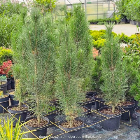 Sosna czarna 'Obelisk' KOLUMNOWA WĄSKA Pinus Nigra 80-100CM C5