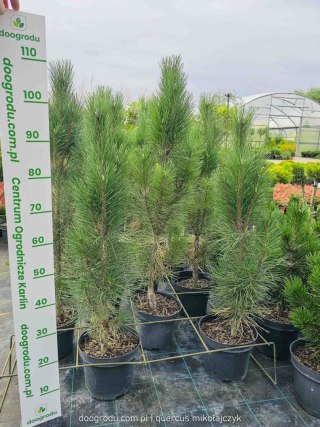 Sosna czarna 'Obelisk' KOLUMNOWA WĄSKA Pinus Nigra 80-100CM C5