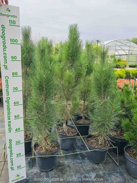 Sosna czarna 'Obelisk' KOLUMNOWA WĄSKA Pinus Nigra 80-100CM C5