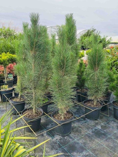 Sosna czarna 'Obelisk' KOLUMNOWA WĄSKA Pinus Nigra 80-100CM C5