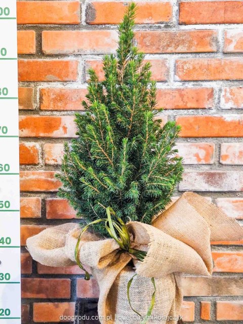 Świerk 'Conica' 50CM Żywa choinka na Święta do domu i ogrodu w jucie