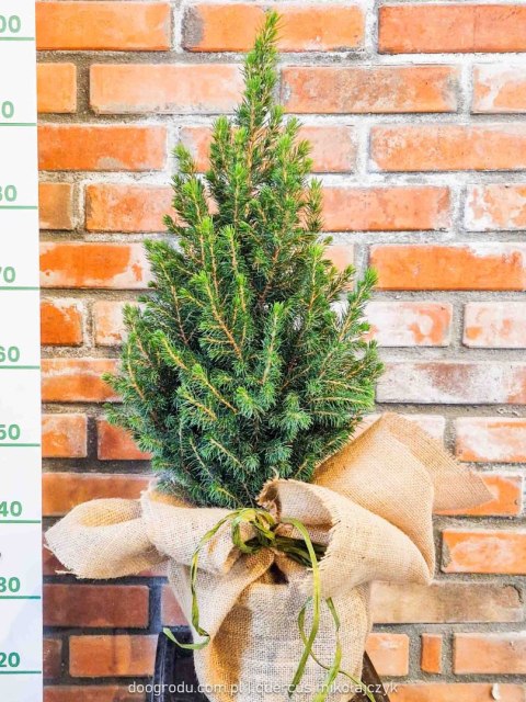 Świerk 'Conica' 50CM Żywa choinka na Święta do domu i ogrodu w jucie