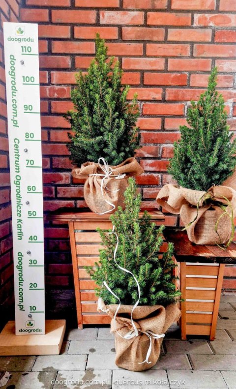 Świerk 'Conica' 50CM Żywa choinka na Święta do domu i ogrodu w jucie