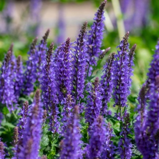 Szałwia niebieska omszona 'Synchro Blue' (Salvia nemorosa) C2 Intensywny niebieski kolor w Twoim ogrodzie