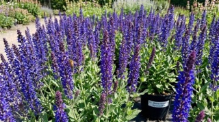 Szałwia niebieska omszona 'Synchro Blue' (Salvia nemorosa) C2 Intensywny niebieski kolor w Twoim ogrodzie