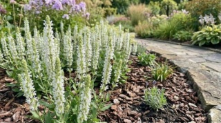 Szałwia omszona śnieżnobiała "SYNCHRO WHITE " C2 Salvia nemorosa