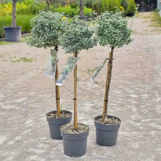 Trzemilina szczepiona na pniu biała Euonymus fort. 'Emerald Gaiety' C3 80CM