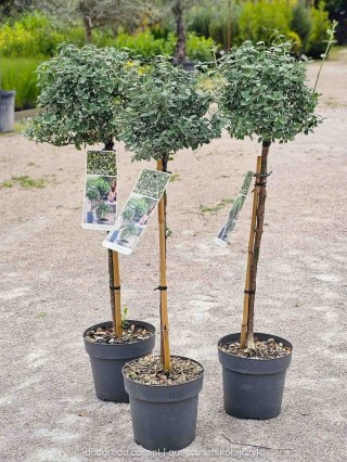 Trzemilina szczepiona na pniu biała Euonymus fort. 'Emerald Gaiety' C3 80CM