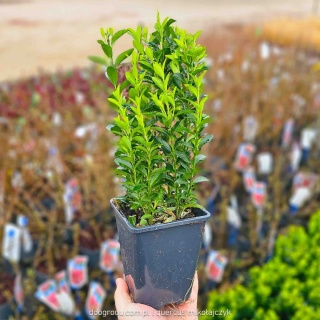 Trzmielina japońska 'Green Spire' (Euonymus japonicus) kolumnowa około 25cm