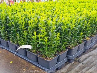 Trzmielina japońska 'Green Spire' (Euonymus japonicus) kolumnowa około 25cm