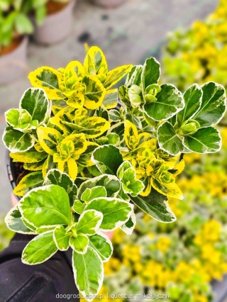 Trzmielina japońska 'Twins' (Euonymus japonicus) - Trzykolorowy Duet 20cm!