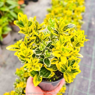 Trzmielina japońska 'Twins' (Euonymus japonicus) - Trzykolorowy Duet 20cm!