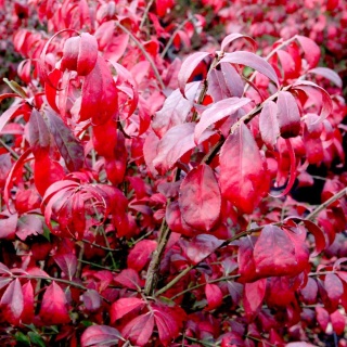Trzmielina oskrzydlona 'Compactus' niskorosnąca Euonymus alatus C2 20cm