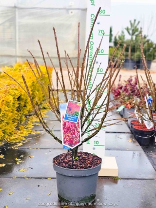 Trzmielina oskrzydlona (Euonymus Alatus) duża doniczka C5 około 40cm