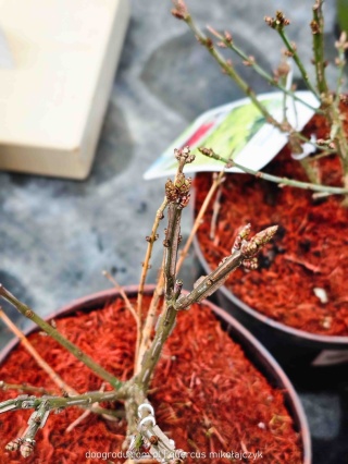 Trzmielina oskrzydlona 'Fireball' Euonymus alatus duża doniczka C2!