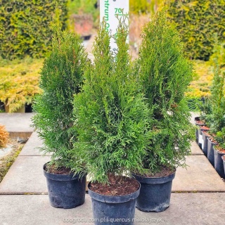 Tuja Szmaragd 60cm Thuja occidentalis Smaragd sadzonka żywotnik GĘSTA C3